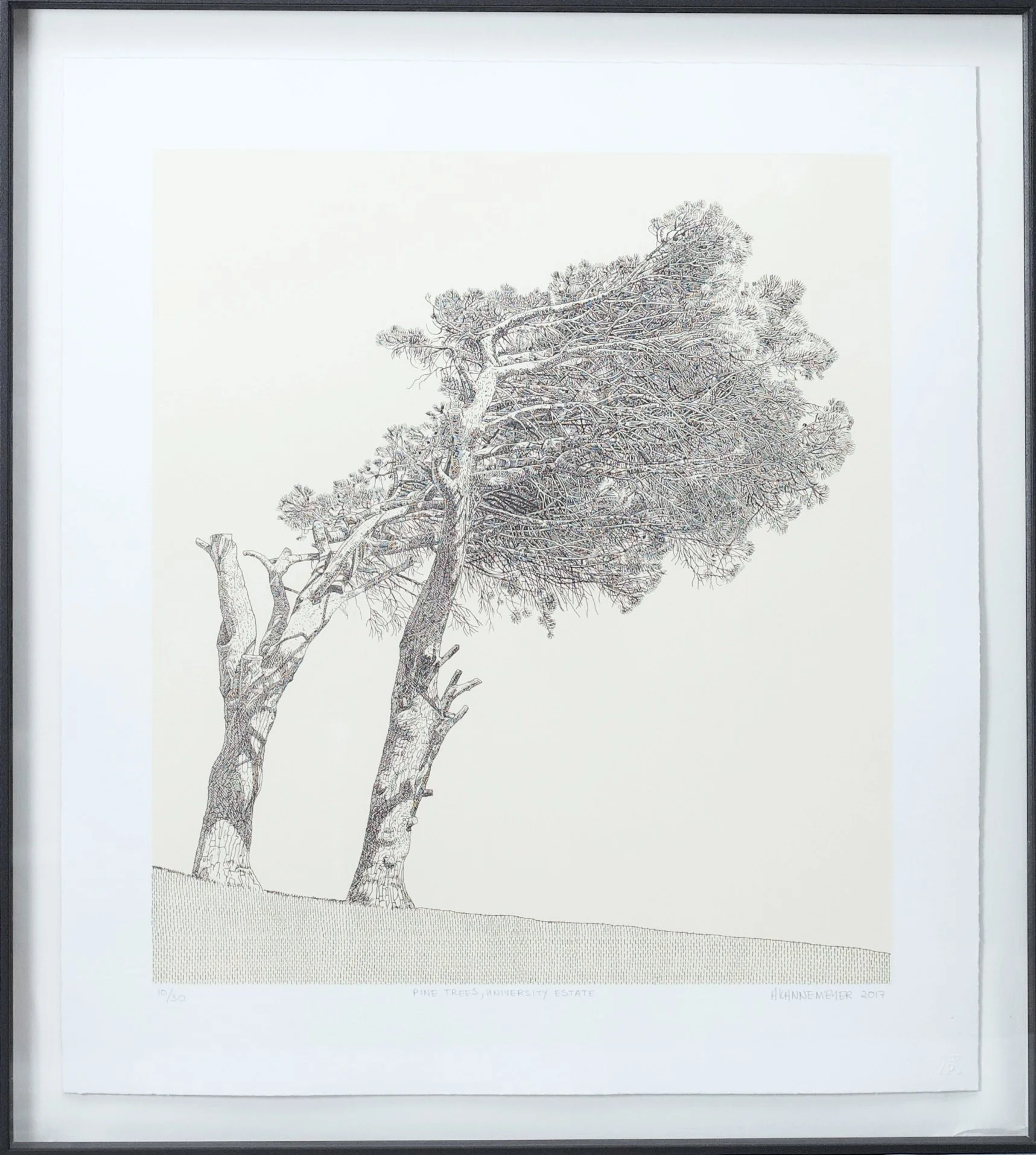 Pine Trees, University Estate